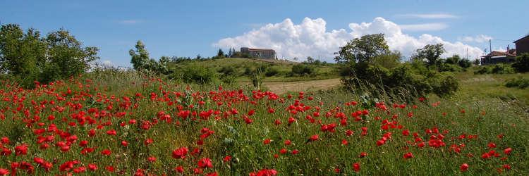 Saint Peter's church with poppies