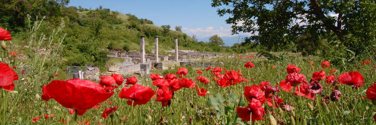 Alba Fucens excavated area and poppies